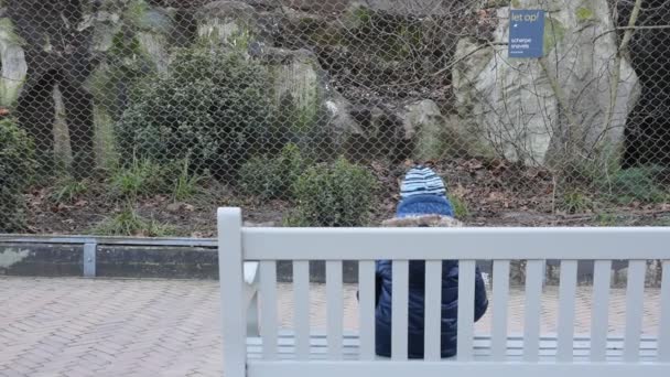 Little Boy Setting Bench Watching Bird Cage Artis Zoo 암스테르담 — 비디오