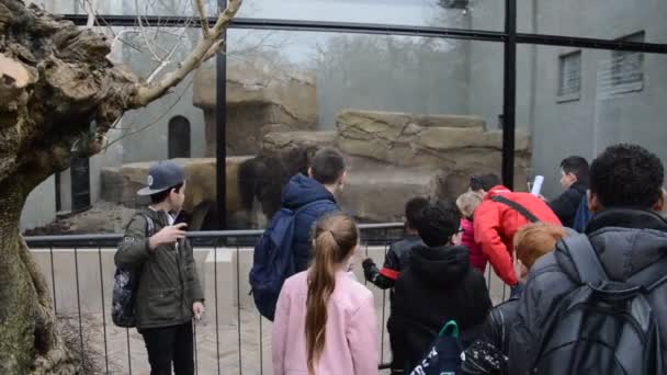 Efectuarea Selfie Uri Leu Grădina Zoologică Artis Amsterdam Olanda 2018 — Videoclip de stoc