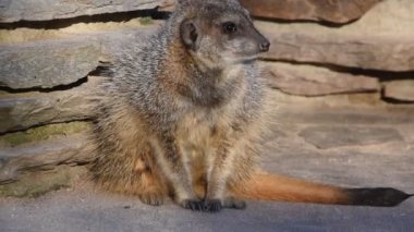Meerkat Artis Hayvanat Bahçesinde Amsterdam Hollanda 2019