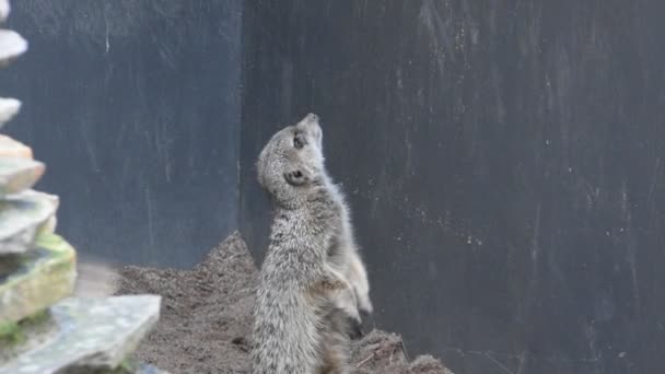 Meerkat Artis Zoo Amsterdam Nederländerna 2019 — Stockvideo