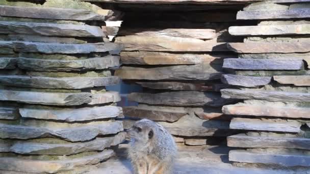 Meerkat Zoo Artis Amsterdam Pays Bas 2019 — Video