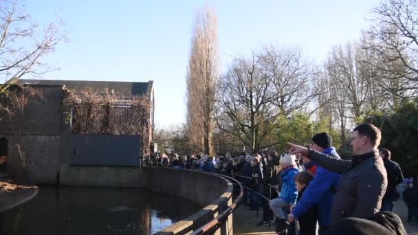 Folk Tittar Lejonburen Artis Zoo Amsterdam Nederländerna 2019 — Stockvideo