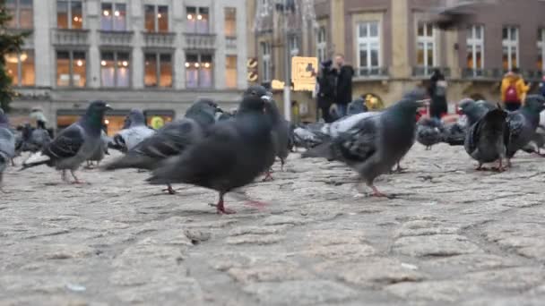 Piccioni Che Camminano Sulla Piazza Della Diga Amsterdam Paesi Bassi — Video Stock