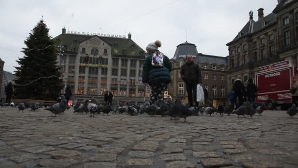 Piccioni Che Camminano Sulla Piazza Della Diga Amsterdam Paesi Bassi — Video Stock
