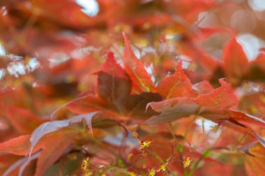 Amsterdam 'daki Acer Palmatum Ağacını Kapat Hollanda 15-5-2021