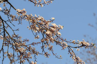 Amsterdam 'da Kiraz Çiçeklerini Kapatın Hollanda 20-3-2021