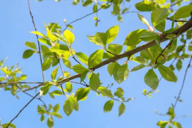 Yeşil Baharın Kapanışı Amsterdam 'da Hollanda 7-4-2020