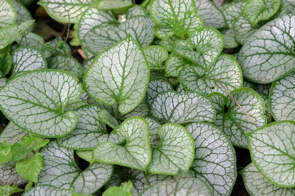 Brunnera Makrophylla Fabrikasını Kapatın Amsterdam Hollanda 2020 — Stok fotoğraf