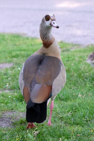 Close Egyptian Goose Amsterdam Netherlands 2020 — Stock Photo, Image