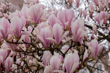 Amsterdam 'da Pembe Manolyanın Kapanışı 19-3-2020
