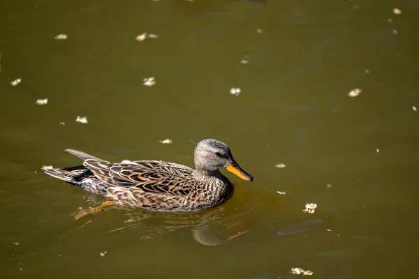 Close Female Duck Swimming Water Amsterdam Netherlands 2020 Dalam Bahasa — Stok Foto