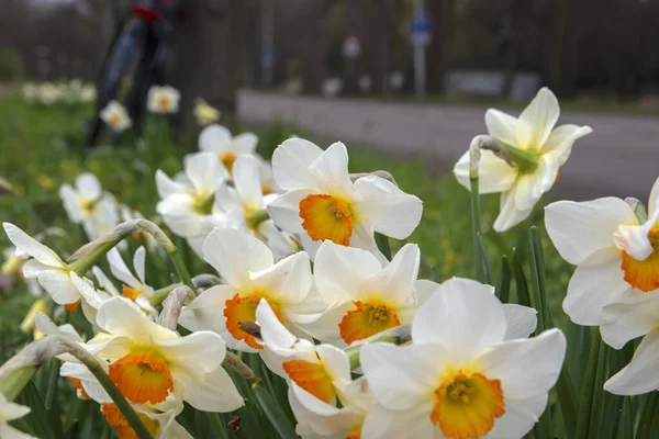 Close Narcissus Amsterdam 2020 — Stockfoto