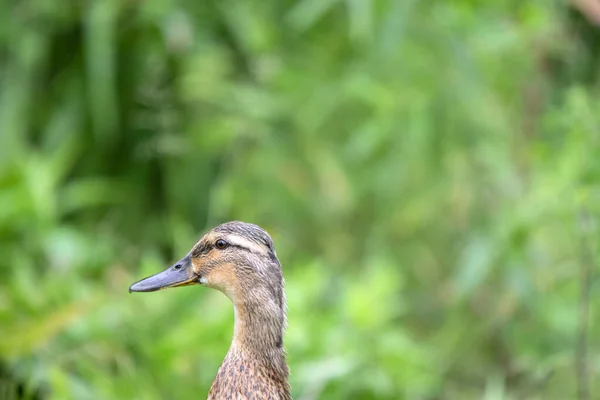 Close Female Duck Amsterdam Netherlands 2020 — Fotografia de Stock