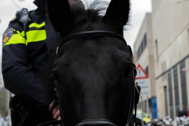 Amsterdam 'daki Polis Atı 18-3-2020