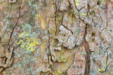 Amsterdam 'daki De Nieuwe Horozu' nda bir Acer Pseudoplatanus Ağacına Yaklaş Hollanda 26-3-2021