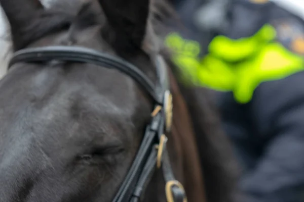 Close Police Horse Amsterdam Países Bajos 2020 —  Fotos de Stock