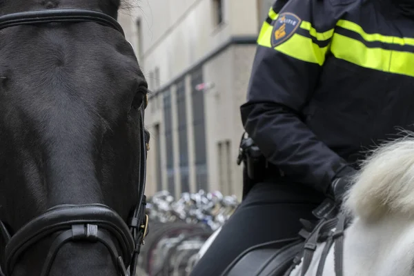 Поліцейський Кінь Амстердама Нідерланди 2020 — стокове фото