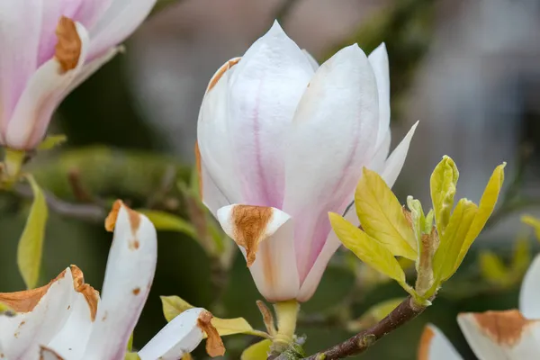 Zbliżenie Białej Magnolii Amsterdamie Holandia 2020 — Zdjęcie stockowe