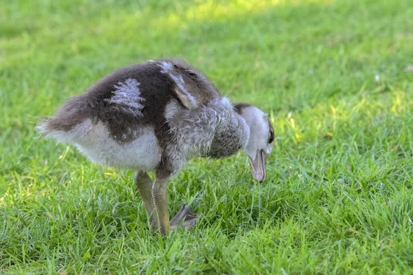 Gros Plan Une Jeune Oie Égyptienne Mangeant Herbe Amsterdam Aux — Photo