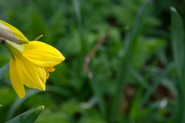 Close Yellow Narcissus Amsterdam 2021 — Stockfoto