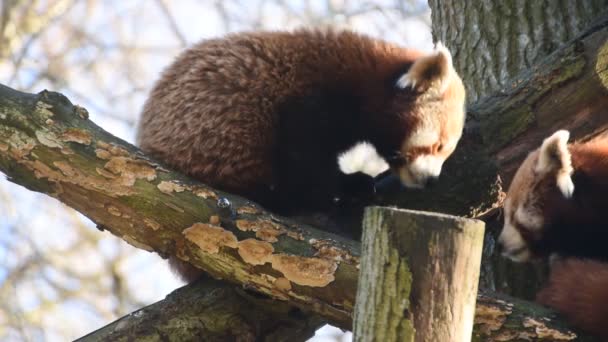 Panda Vermelha Jardim Zoológico Artis Amsterdã Holanda 2019 — Vídeo de Stock