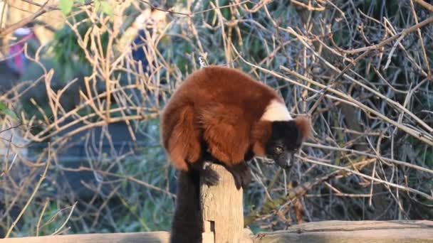 Red Ruffed Lemur Artis Zoo Amsterdam Netherlands 2019 — Stock Video
