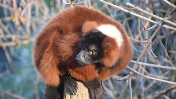 Lemur Ruffed Rojo Artis Zoo Amsterdam Países Bajos 2019 — Vídeo de stock