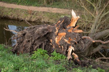 Amsterdam 'daki fırtına sırasında düşen ağaç Hollanda 11-13-2021