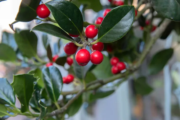 Közelkép Egy Ilex Aquifoliumról Utrechtben Hollandiában 2019 — Stock Fotó