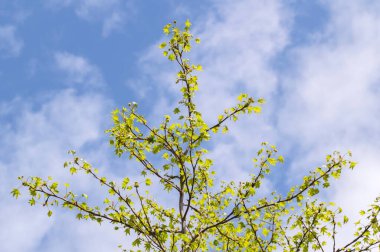 Amsterdam 'daki Akçaağaç Hollanda 12-5-2021