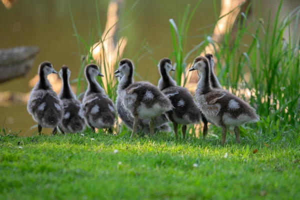 Little Egyptian Gooses Amsterdam Paesi Bassi 2020 — Foto Stock