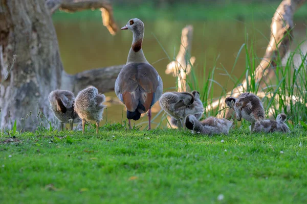 Mutter Ägyptische Gans Mit Kleinen Amsterdam Niederlande 2020 — Stockfoto