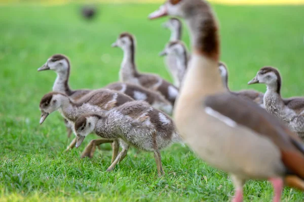 Mère Oie Égyptienne Avec Les Jeunes Amsterdam Aux Pays Bas — Photo