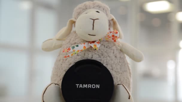 Sheep Selling Tamron Lens Amstelveen Netherlands 2019 — стоковое видео