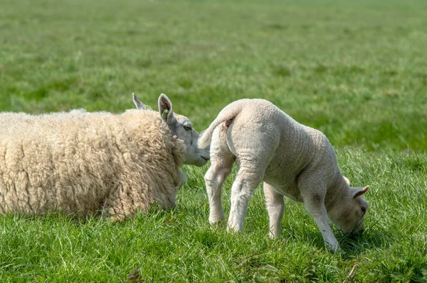 Ovelhas Cordeiro Torno Abcoude Holanda 2019 — Fotografia de Stock