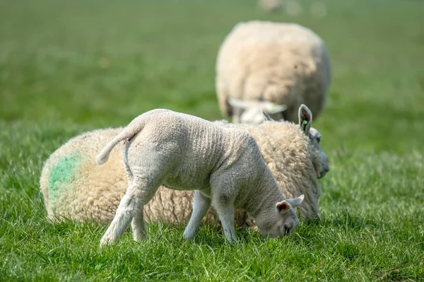 Sheep Lamb Abcoude Нідерланди 2019 — стокове фото