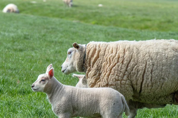 Sheep Lamb Abcoude Нідерланди 2019 — стокове фото