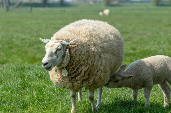 Sheep Lamb Abcoude Нідерланди 2019 — стокове фото