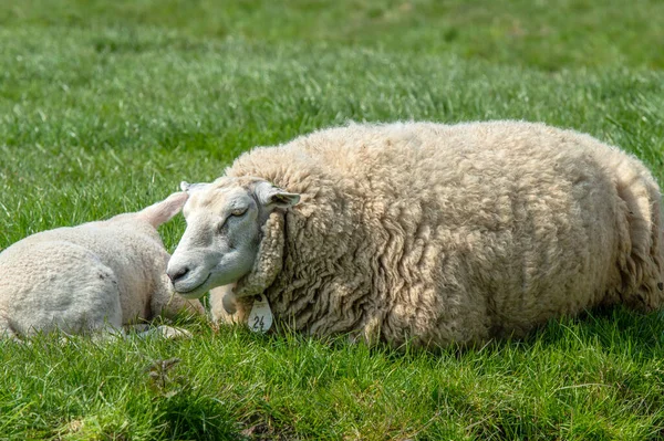 Schafe Und Lämmer Rund Abcoude Niederlande 2019 — Stockfoto