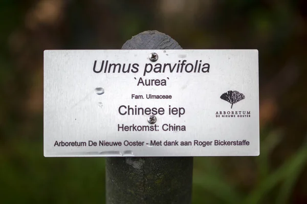 Tree Sign Ulmus Parvifolia Амстердаме Нидерланды 2021 — стоковое фото