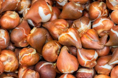 Amsterdam 'daki Lale Ampullerini Kapat Hollanda 9-11-2021