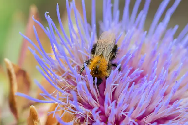 Bumble Bee Flower Muiden 네덜란드 2021 — 스톡 사진