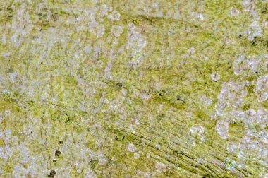 Fagus Sylvatica Pendula Nieuwe Ooster Mezarlığında Amsterdam Hollanda 26-3-2021