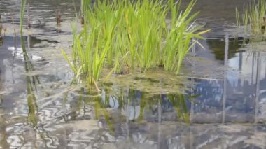Su bitkileri bir su havuzunda