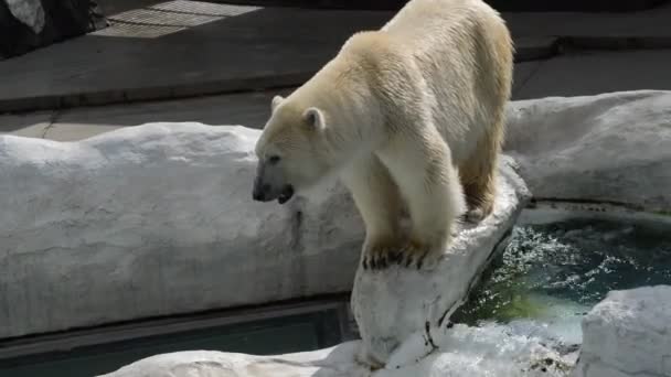 2016年日本东京育诺动物园的白北极熊 — 图库视频影像