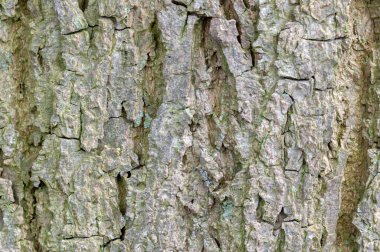 Bark Tilia Europaea Ağacı Amsterdam Hollanda 12-5-2021