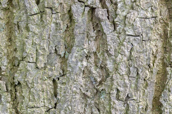 Bark Tilia Europaea Tree Amsterdam Ολλανδία 2021 — Φωτογραφία Αρχείου