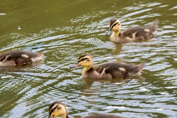 Hermosos Patitos Amsterdam Los Países Bajos 2020 — Foto de Stock