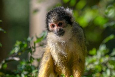 Güzel Siyah Kafalı Sincap Ağaçtaki Maymun