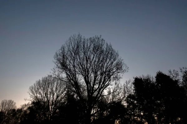 Hintergrund Der Bäume Bei Dunkelheit — Stockfoto
